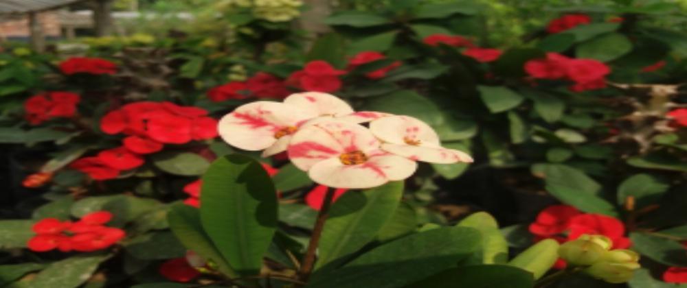 This is Third Post For XipBlog 04