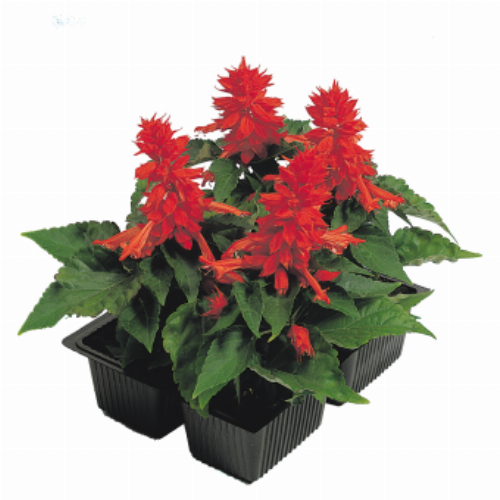 Salvia splendens Cover Girl