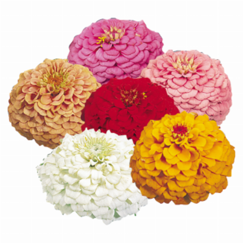 Zinnia elegans Oklahoma