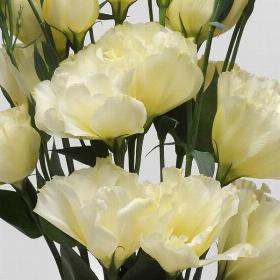 Lisianthus Yellow
