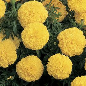 Inca II™ Yellow