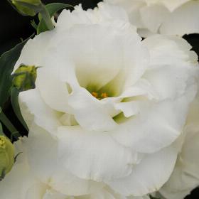 Lisianthus White