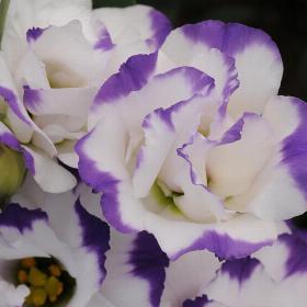 Lisianthus Blue Rim 