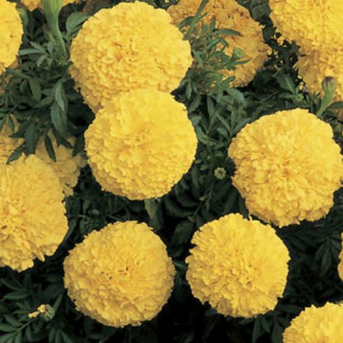 Inca II™ Yellow
