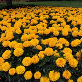 Gold African Marigold