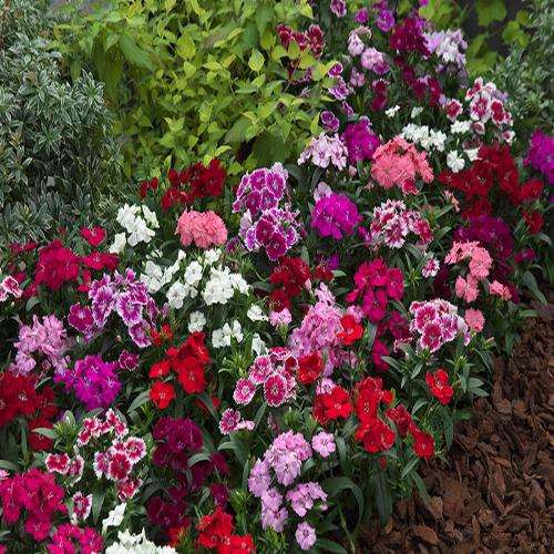 Dianthus F1 Telstar™ Series