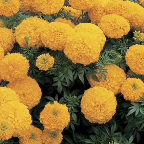 Inca II™ Gold