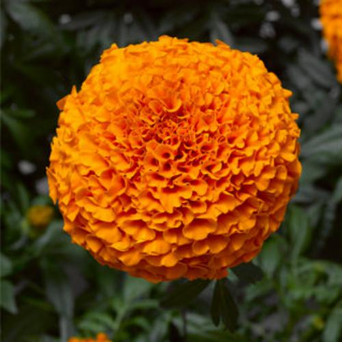 Inca II™ Deep Orange