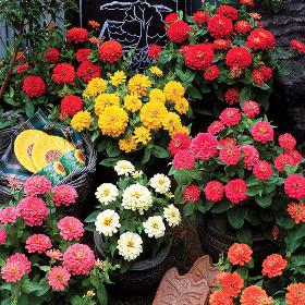 Zinnia F1 DreamlandTM Series