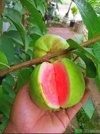থাই রেড ডায়মন্ড পেয়ারা চারা (কলম)