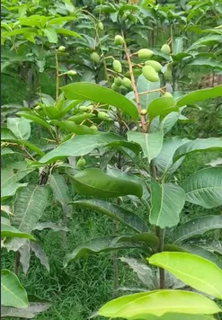 বারোমাসি থাই কাটিমন আম চারা (কলম)